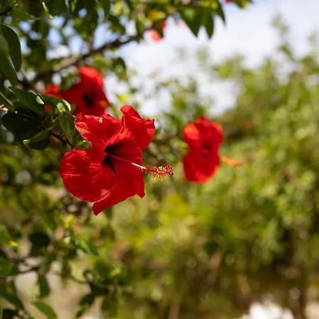 Lägenhet Porto Rondo *