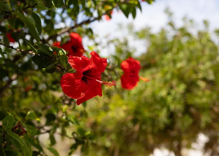 Apartmán Porto Rondo *